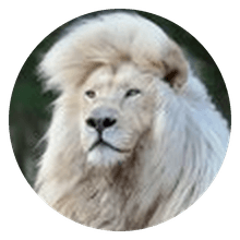 animal world